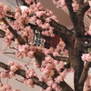 锈金